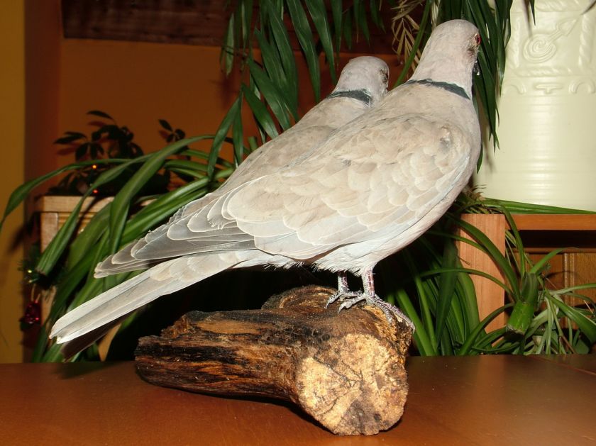 pair of stuffed Eurasian Collared Doves in perfect condition are 