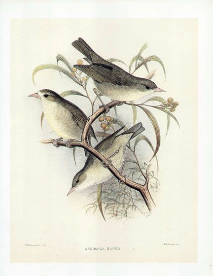 FREDERICK FROHAWK print endemic Hawaiian bird KAUAI CREEPER AKIKIKI 