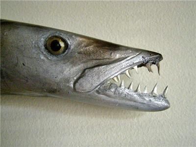 Fierce BARRACUDA FISH MOUNT/TAXIDERMY   BIG TEETH  