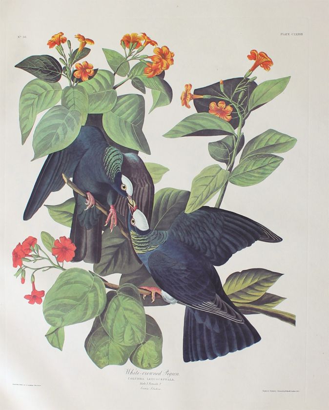 Audubon Amsterdam Double Elephant Folio White crowned Pigeon 177 