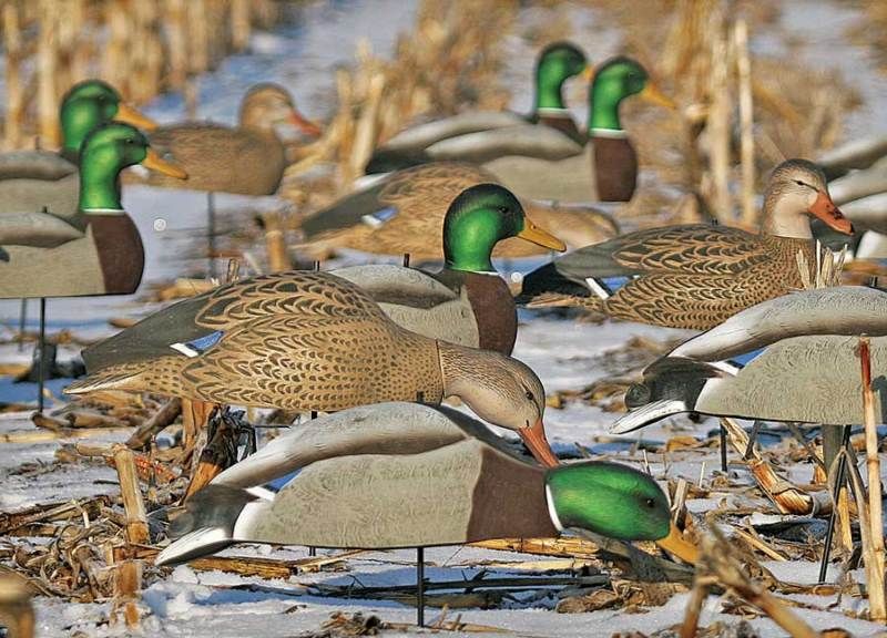 Mallard Shell Duck Decoys Avery Greenhead Gear GHG Fdrs 700905701650 