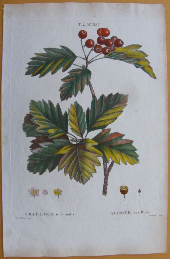 Redoute Crataegus Torminalis  Folio   e201   1804  