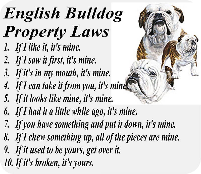 ENGLISH BULLDOG DOG PROPERTY LAWS   COMPUTER MOUSE PAD  