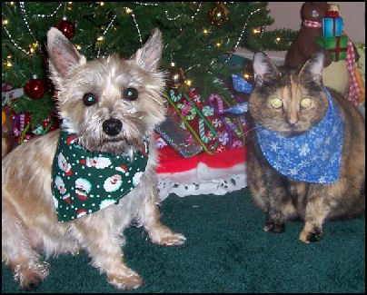   they will tolerate a bandana for a while as they plot their revenge