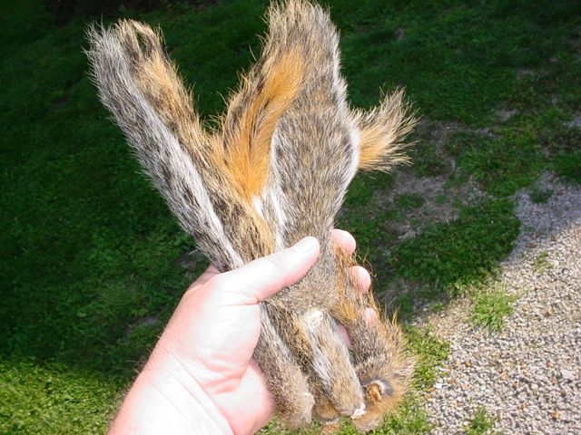 SQUIRREL TAILS COMMON RED & GREY SQRL TAXIDERMY FLY TIE  