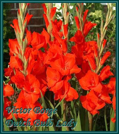 40 Gladiolus Corms ***53 Species Inside*** You Pick & Choose 