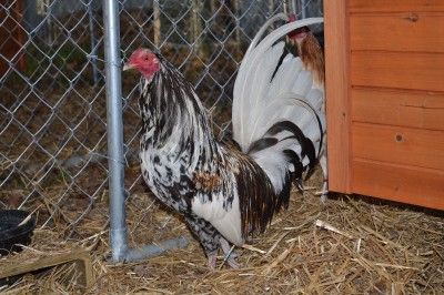 Brassback Lowman Gamefowl Bird Hatching Eggs  