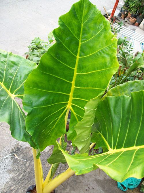 Bulb ALOCASIA MACRORRHIZOS LUTEA Gold Tropical Plant + Phytosanitary 