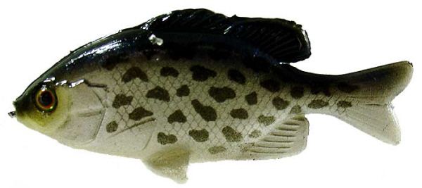 JACKALL CLONE GILL BLACK CRAPPIE 2.5  