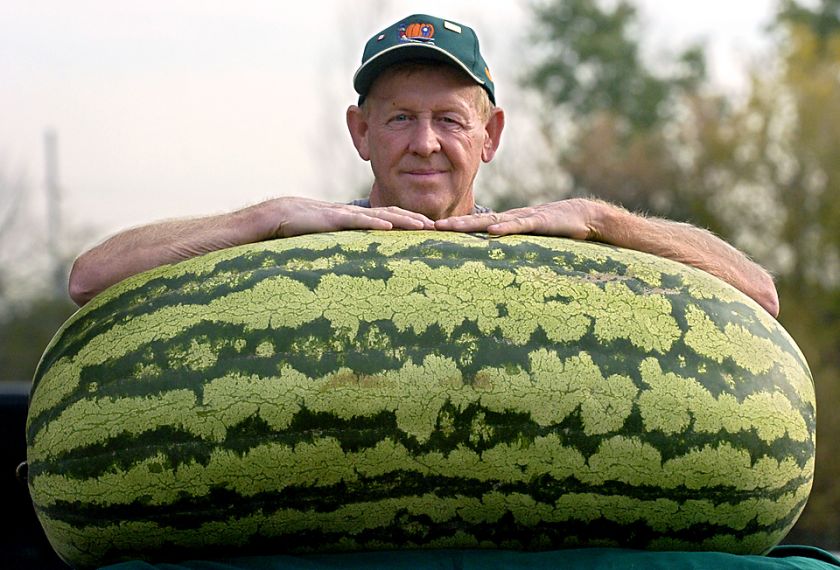 GIANT WATERMELON SEEDS   XXXL CAN GROW 90KG ++ FRUIT   