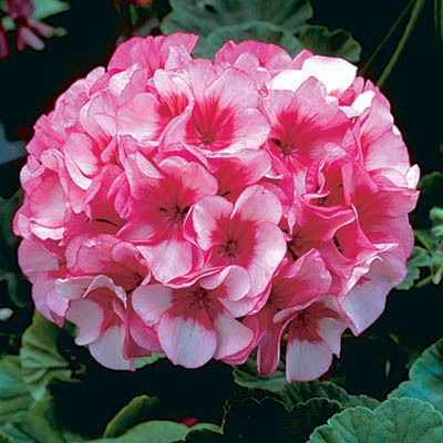 Geranium Maverick Star Flower Seeds *Rose&White BiColor  