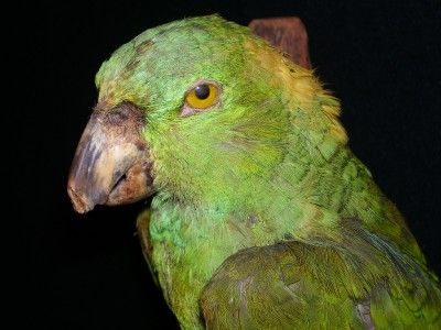 TAXIDERMY STUFFED PARROT BIRD MOUNT  