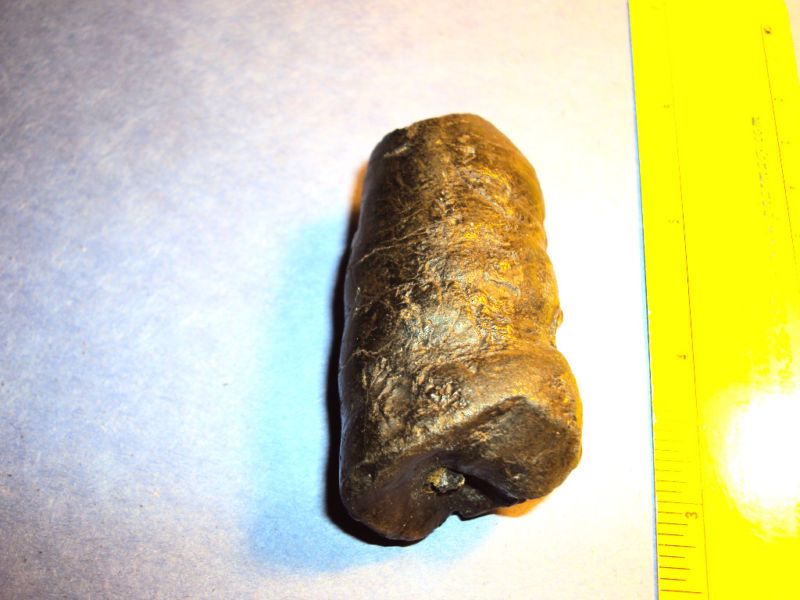 AWESOME FOSSIL SHARK COPROLITE (POOP) MEGALODON FLORIDA  