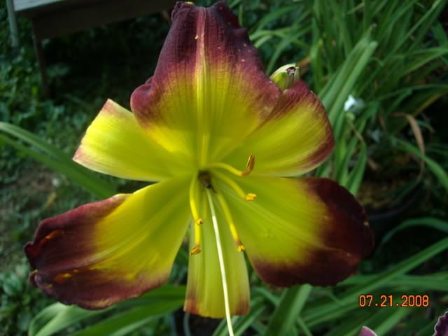 Daylily Seeds 12 H. fulva KOREA X KERMITS SCREAM  