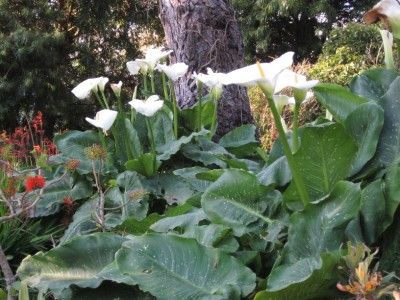   HERCULES CALLA LILY RARE 7 FOOT GIANT SPOTTED AROID BULB LIVE PLANT