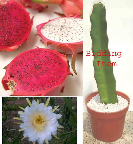 ORCHID CACTUS EPIPHYLLUM Pitaya Dragon Fruit Live Plant  