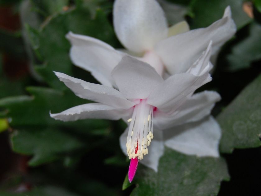 EPIPHYLLUM Christmas Cactus  3 cuttings ~ SNOW WHITE  