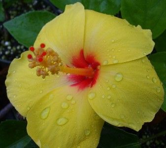 Tropical Hibiscus Live Plant Yellow Flower Pink Throat Sanibel Little 