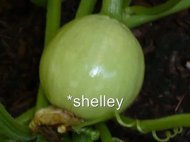 Pure White LUMINA Organic Pumpkins   20 Seeds  