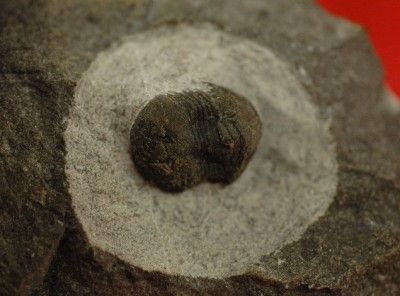 BABY ORDOVICIAN NILEUS TRILOBITE FROM MOROCCO  