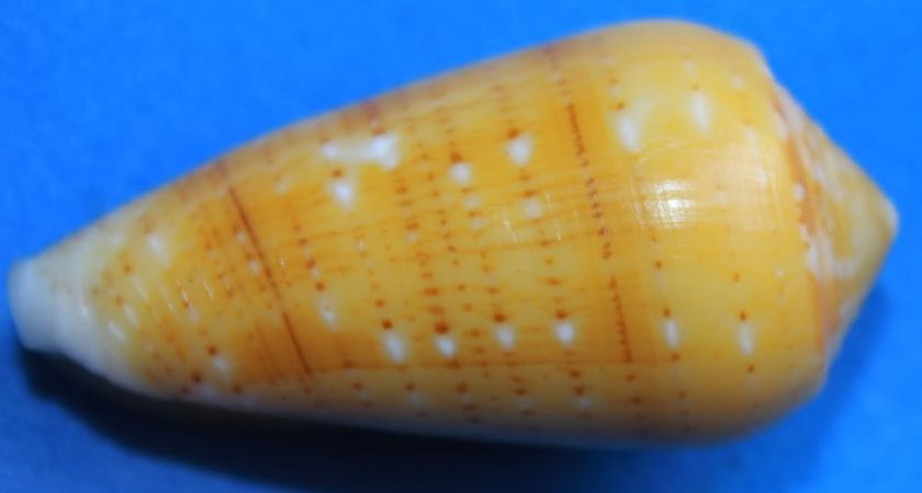 Conus Floccatus Magdalenae 51mm Gem  