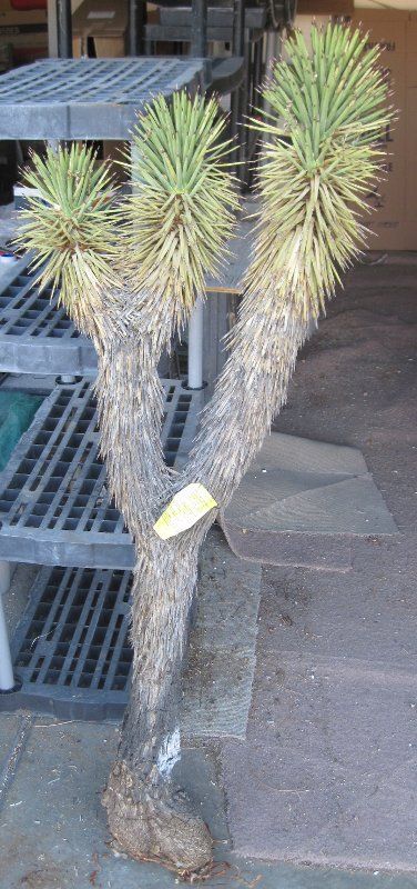 Yucca brevifolia v. jaegeriana Joshua Tree Nevada 1  